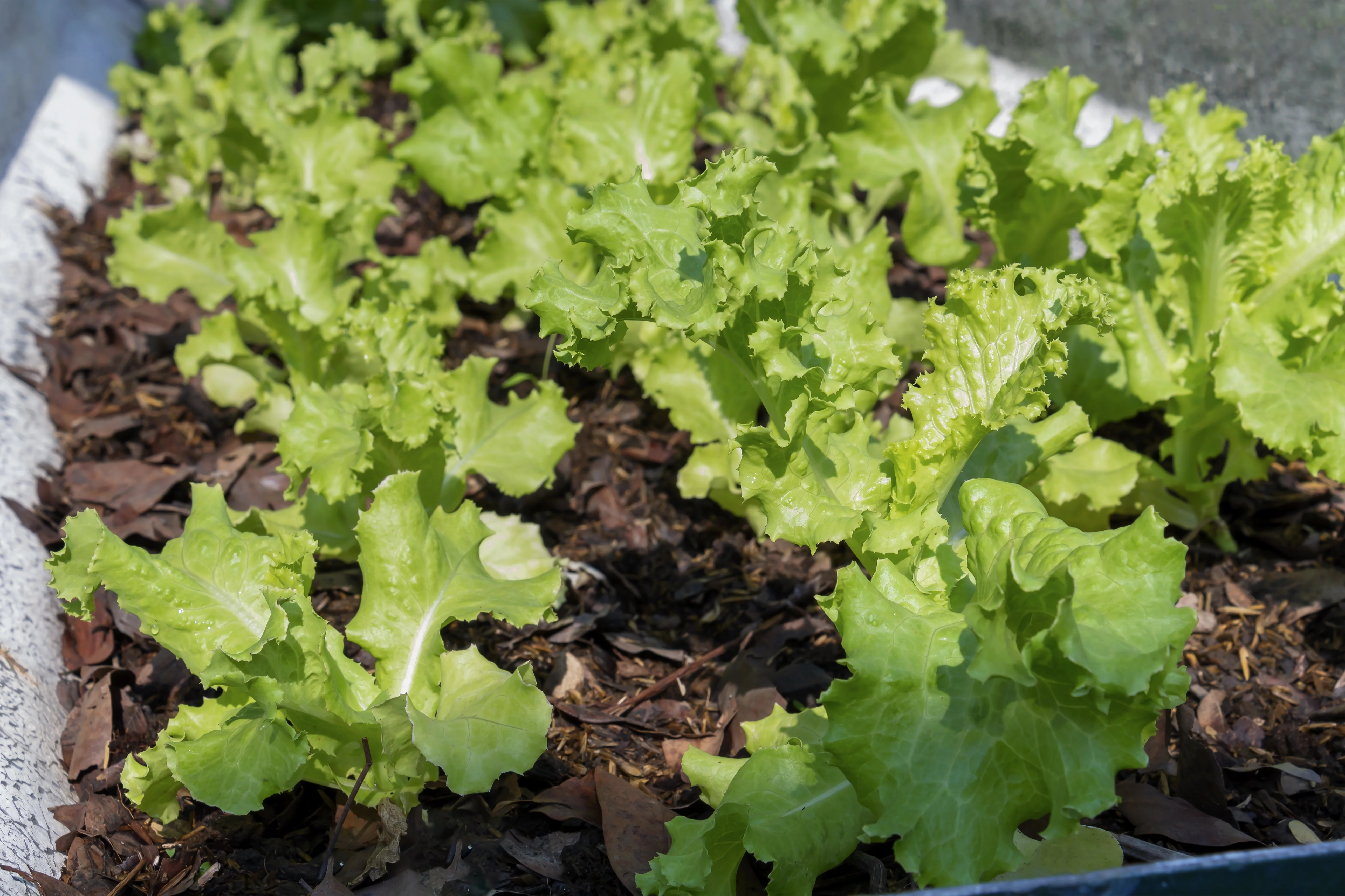 Gourmet Mix Lettuce Seeds - Image 4