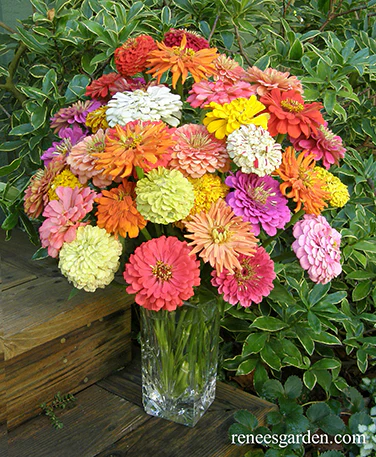 Granny's Bouquet Zinnia