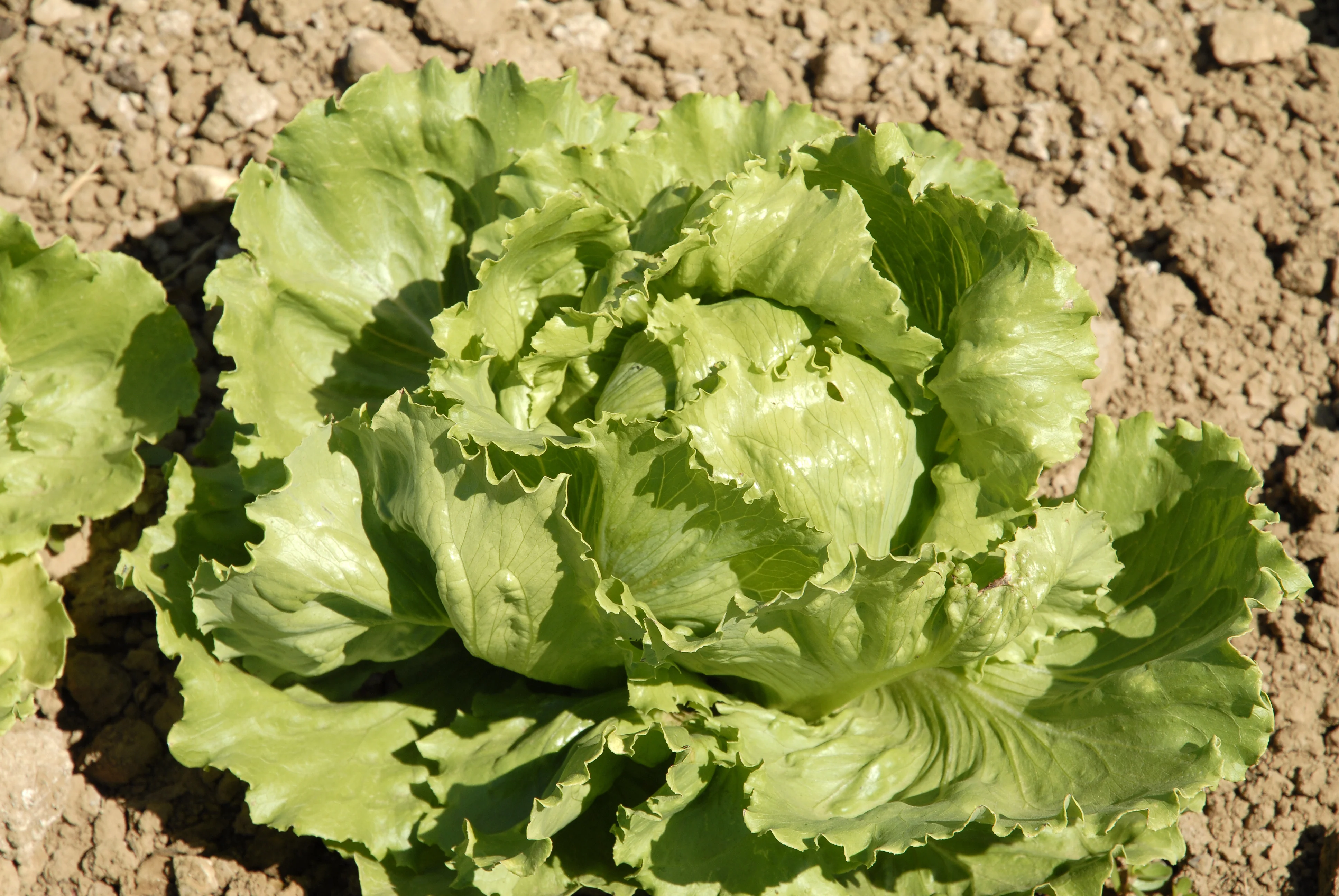 Great Lakes 118 Iceberg Lettuce Seeds