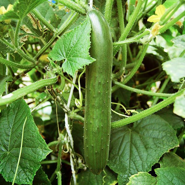 Green Finger Cucumber - Image 2