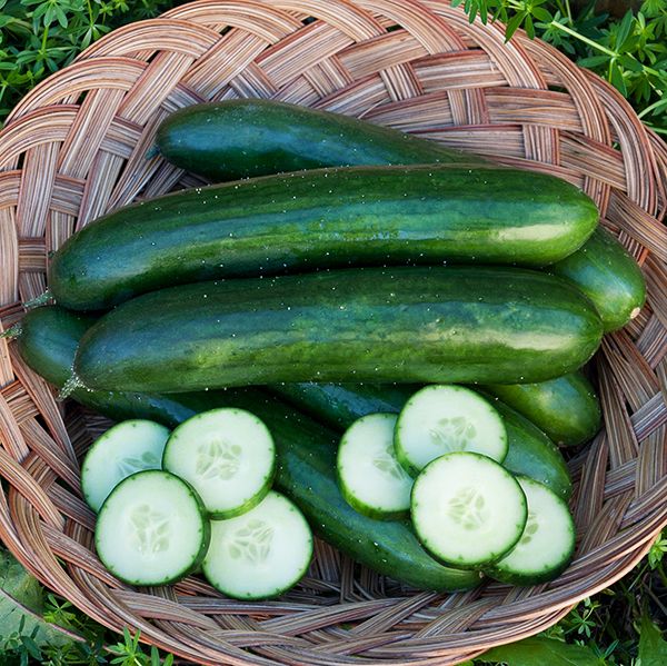 Green Finger Cucumber - Image 3