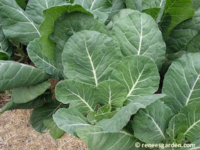 Green Flash Collards