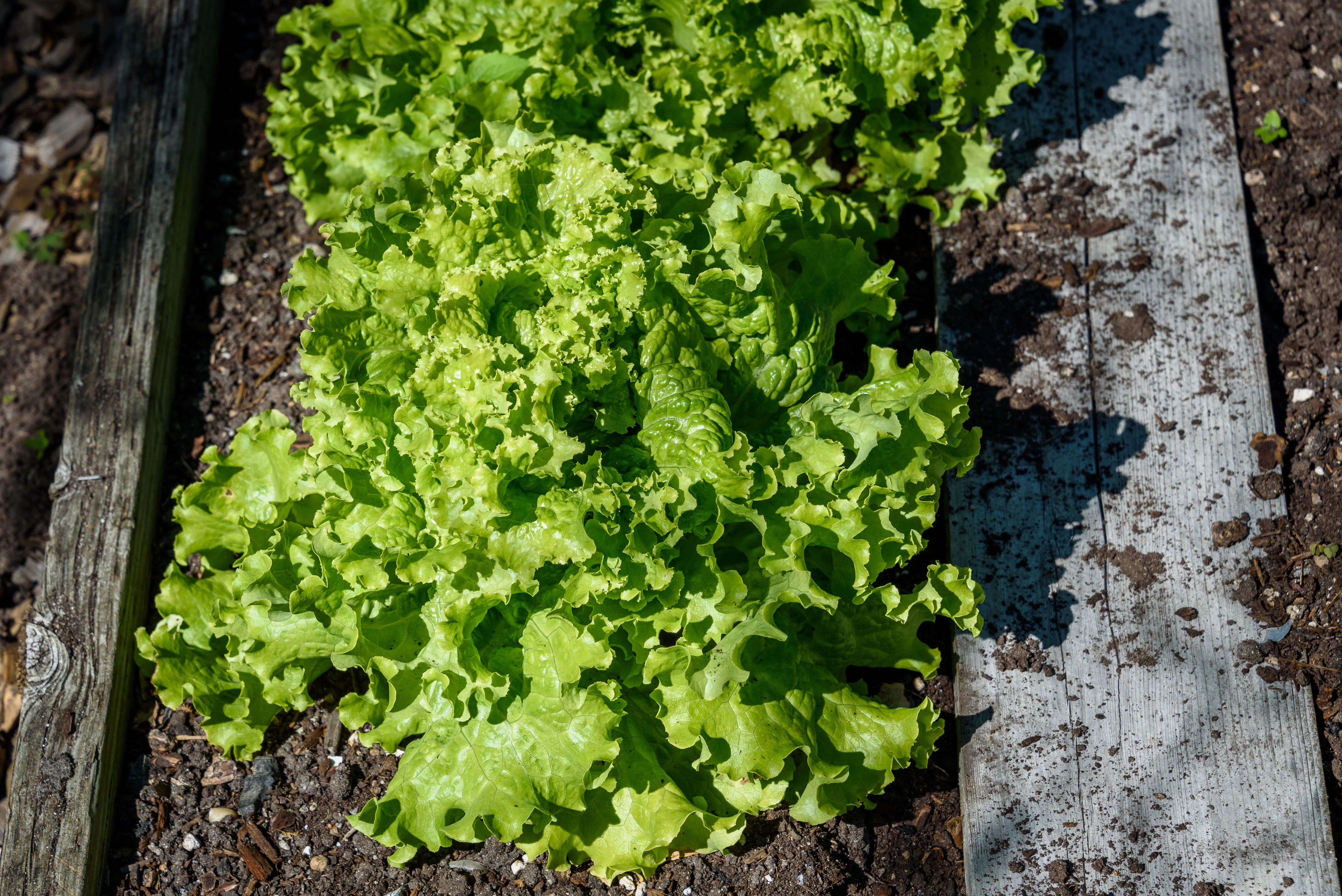 Green Ice Lettuce Seeds