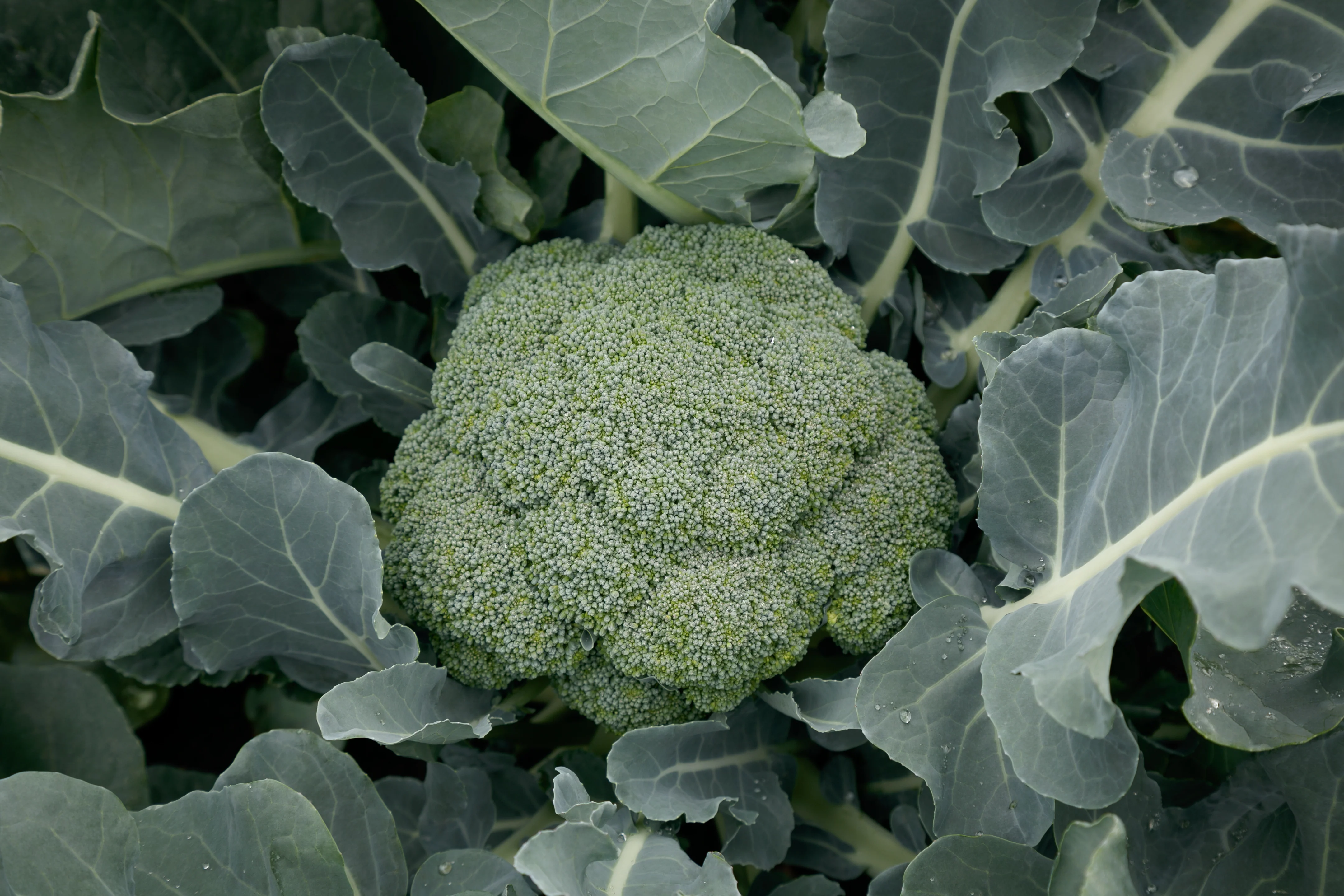 Green Magic F1 Hybrid Broccoli Seeds - Image 2