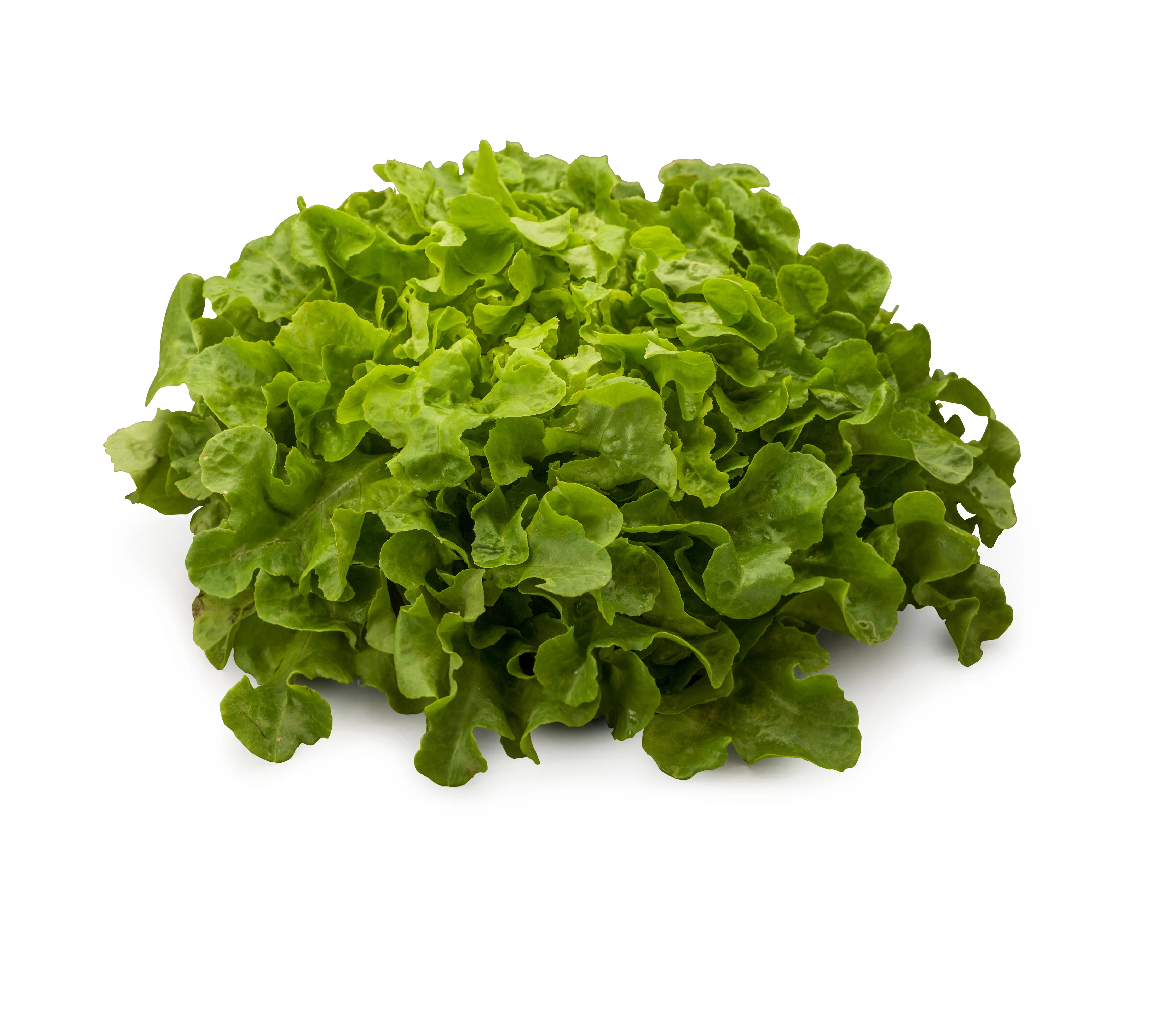 Green Oakleaf Lettuce Seeds