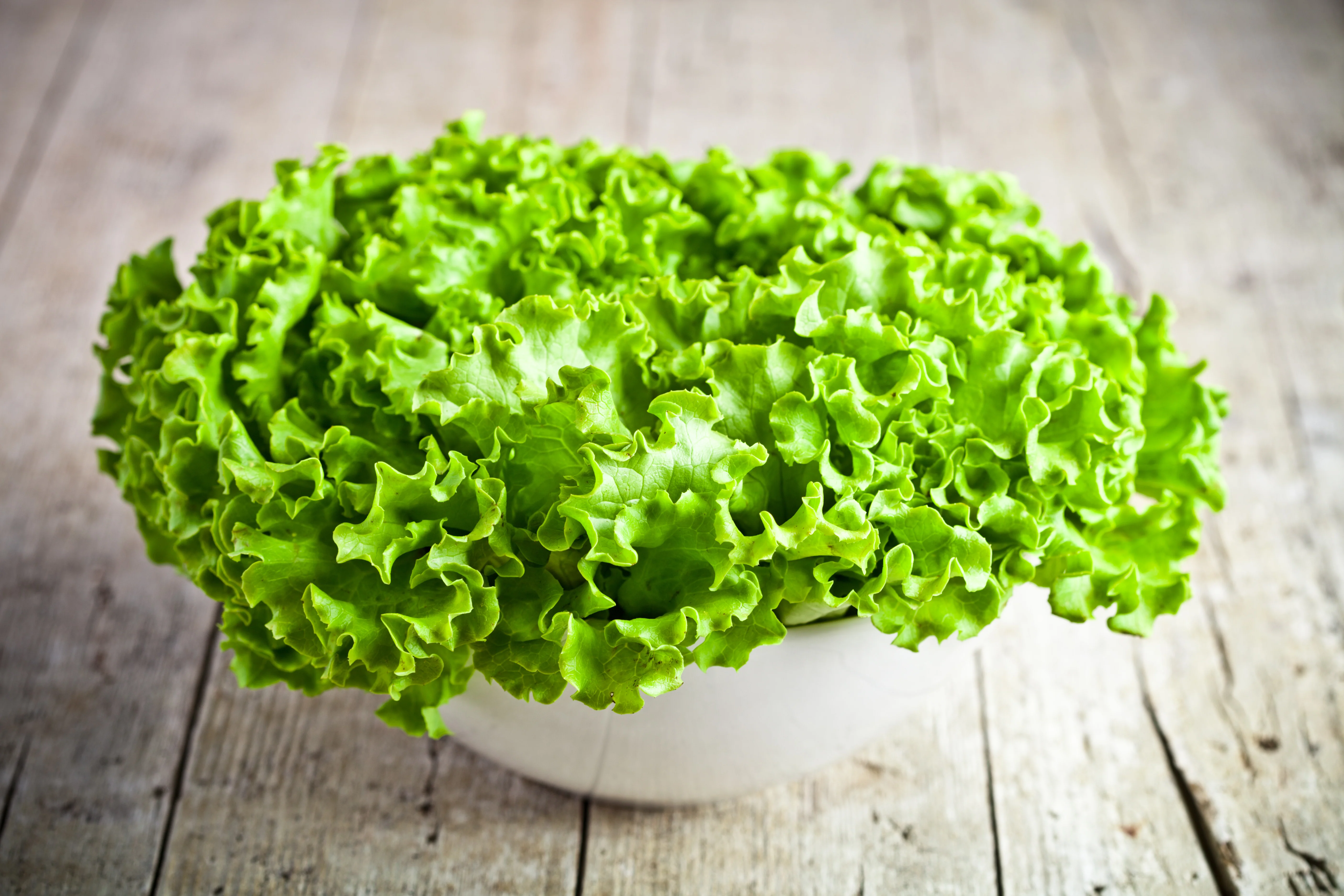 Green Salad Bowl Lettuce Seeds