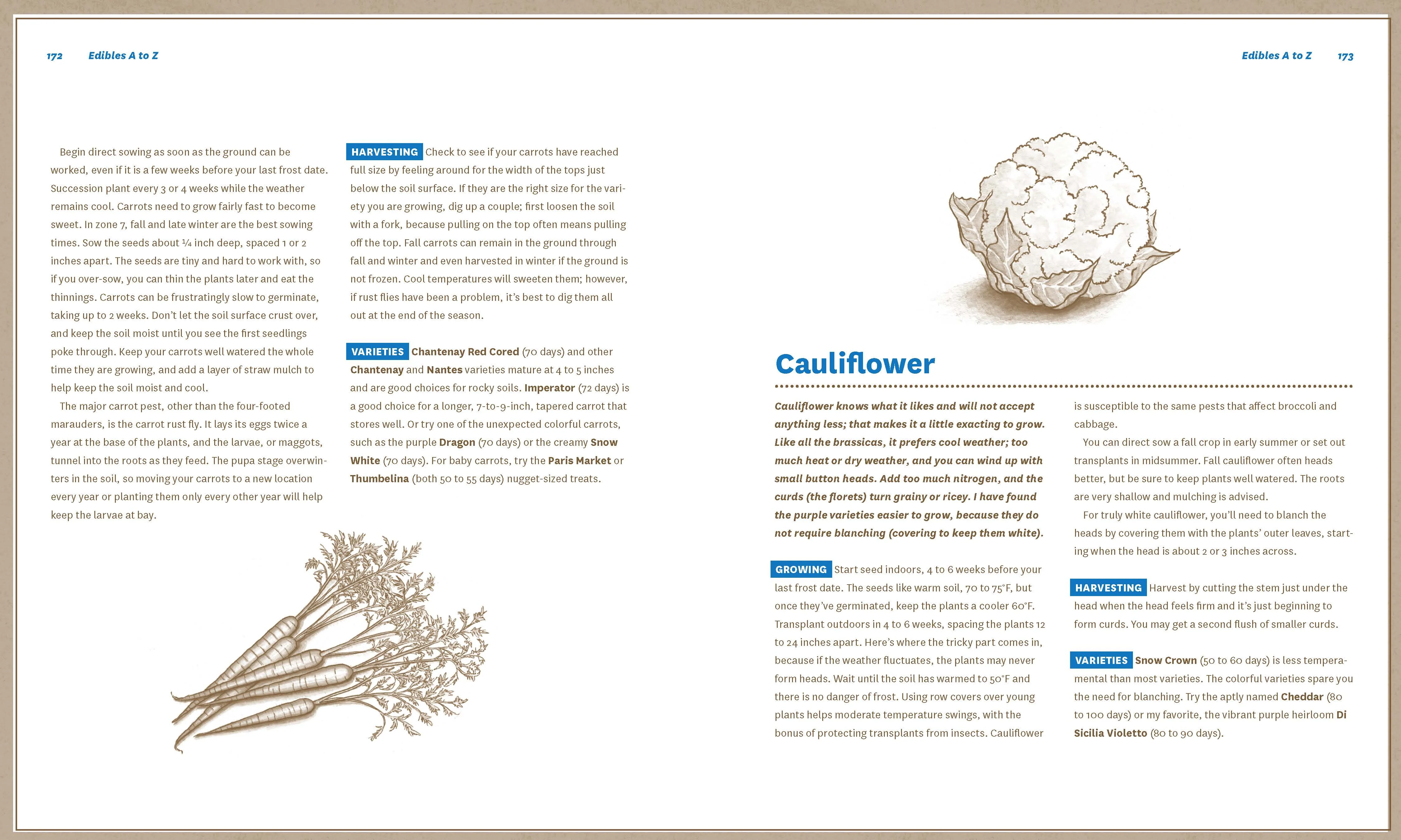 Guide to Vegetable Gardening in Northeast - Image 5