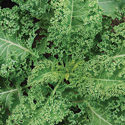Halbhoher Gruner Krauser Kale
