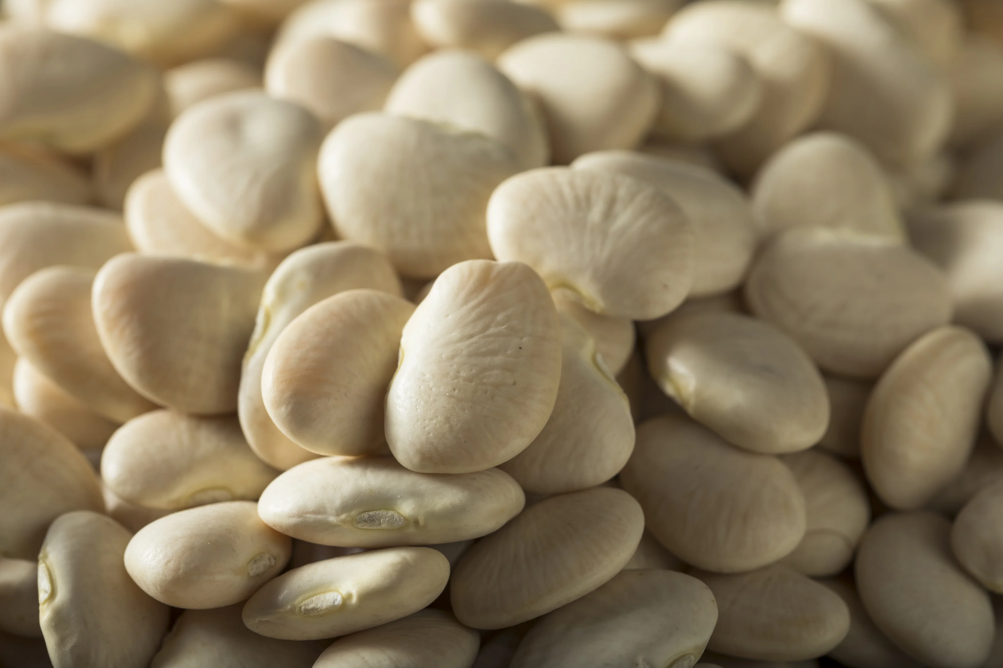 Henderson's Baby Lima Bean Seeds