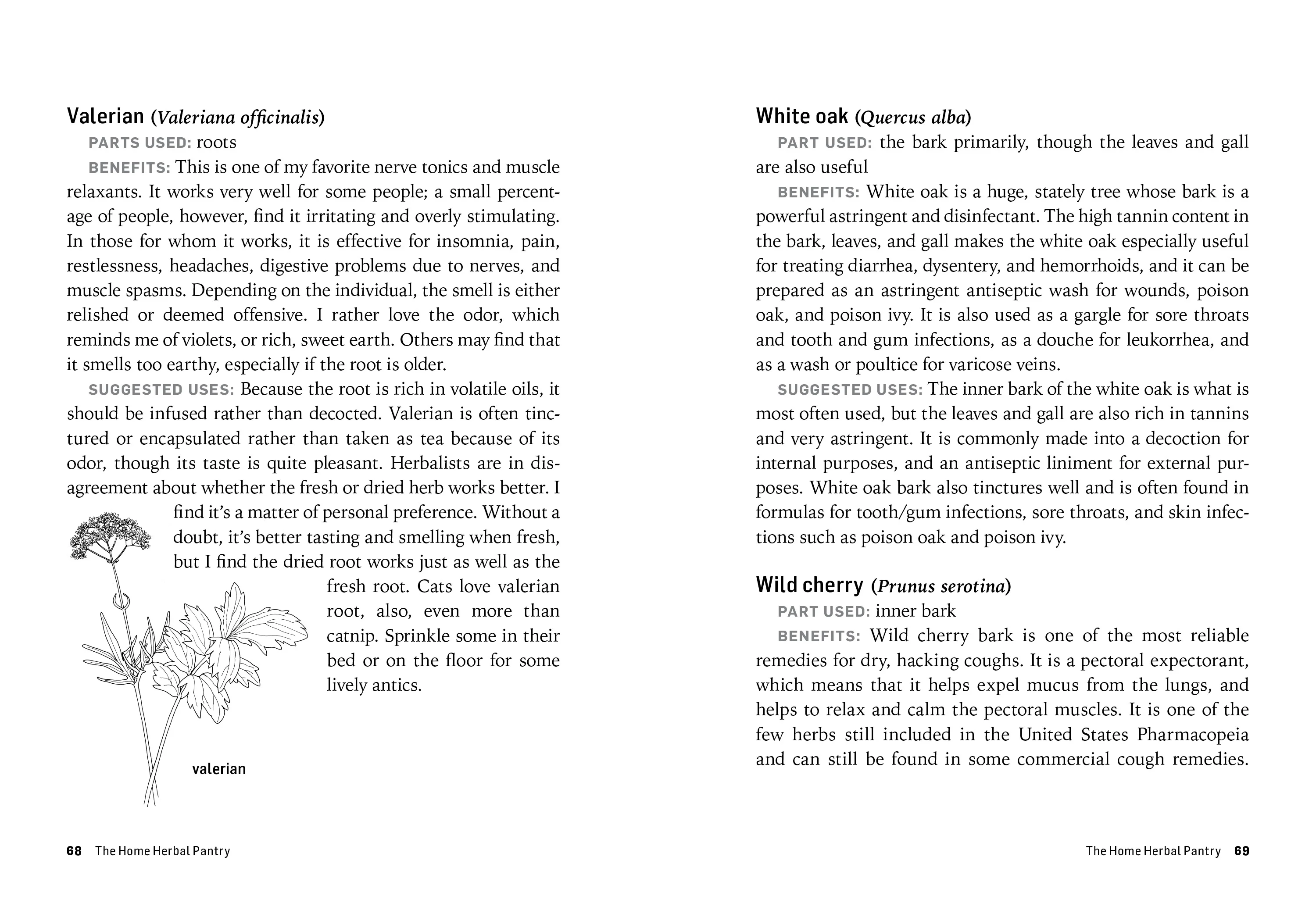 Herbs For Common Ailments - Image 2