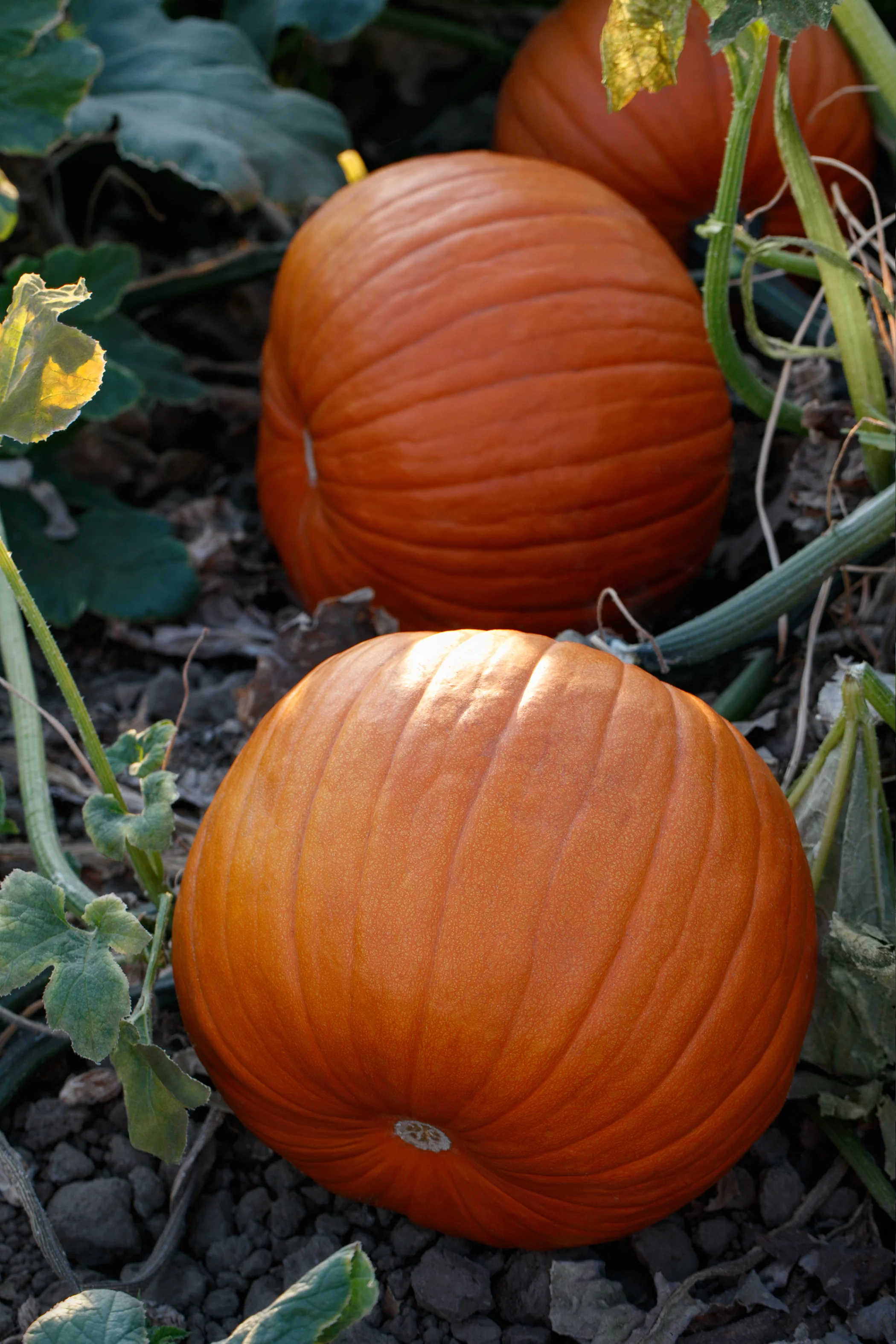 Hijinks F1 Pumpkin Seeds