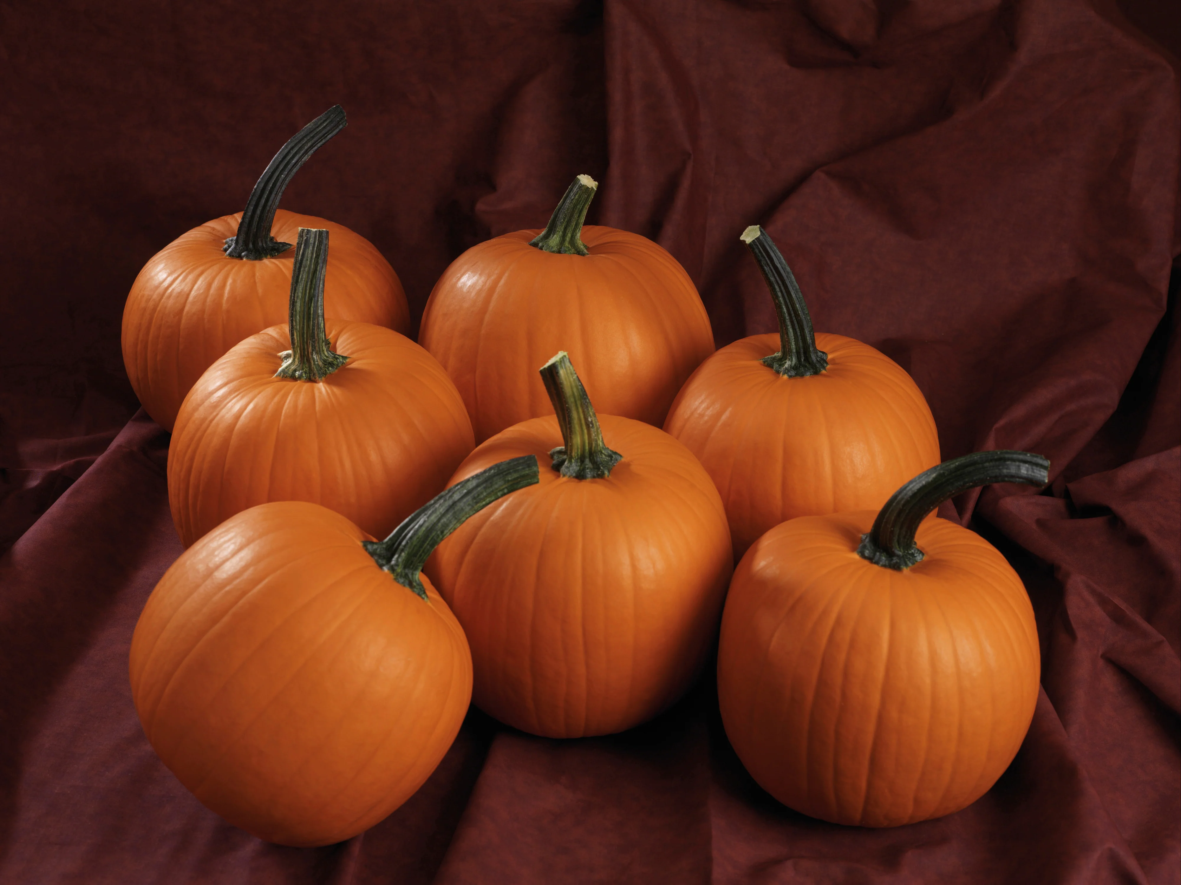 Hijinks F1 Pumpkin Seeds - Image 2