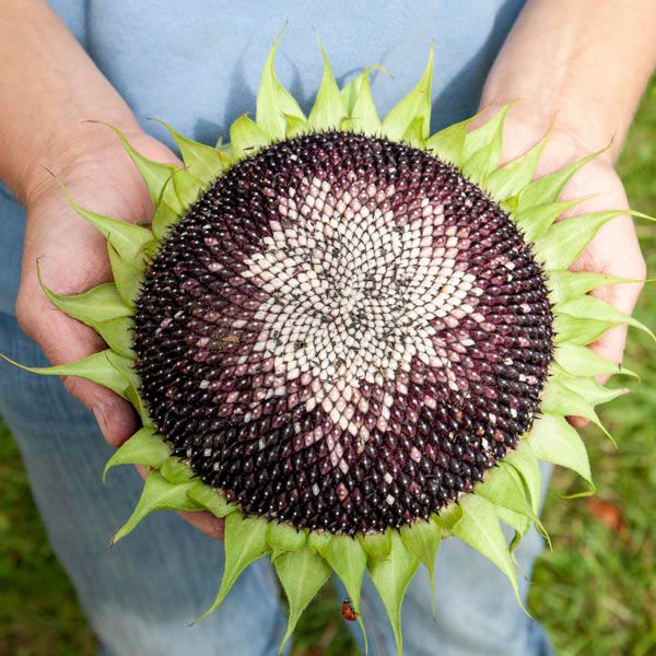 Hopi Black Dye Sunflower - Image 2