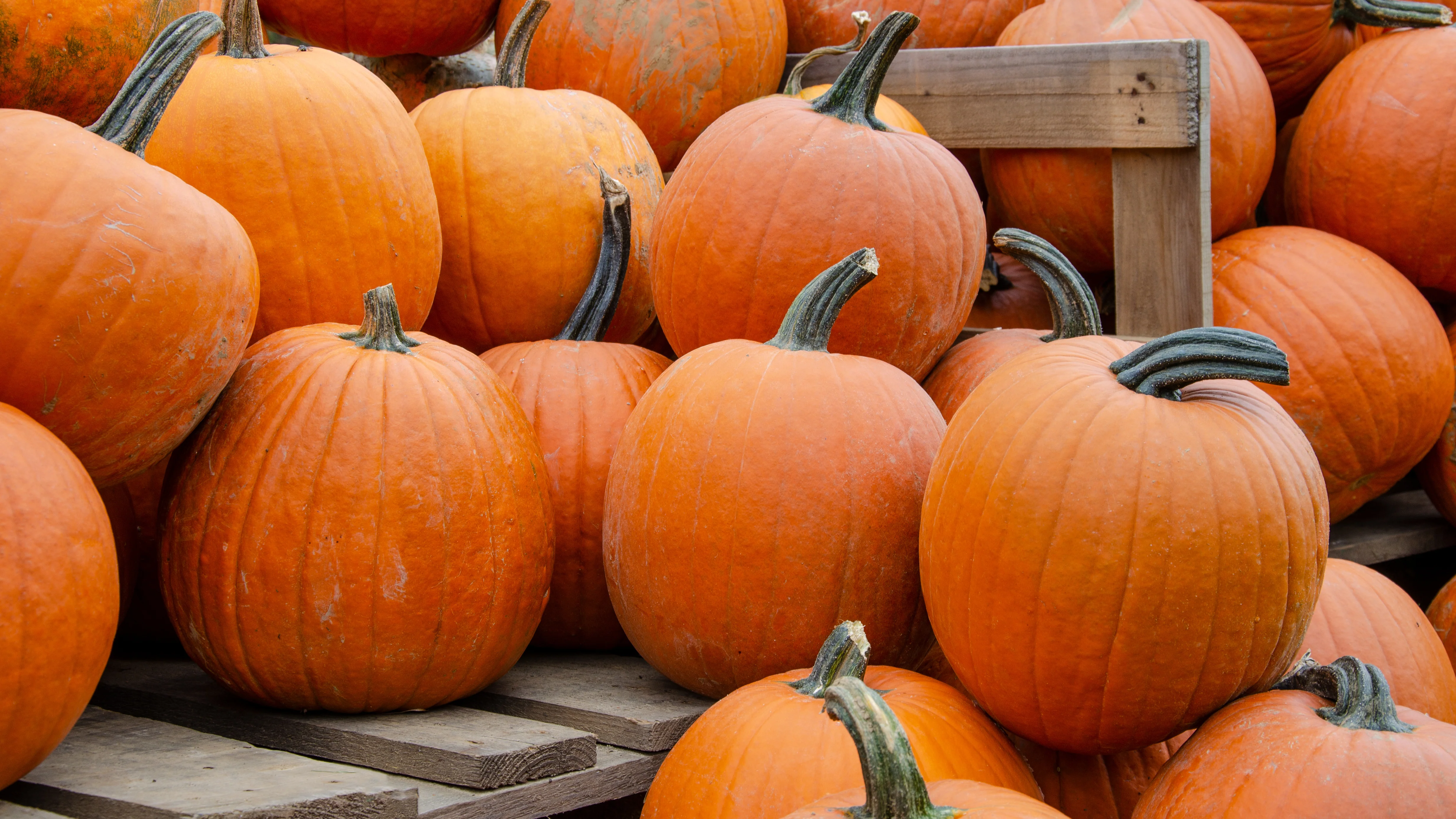 Howden Pumpkin Seeds