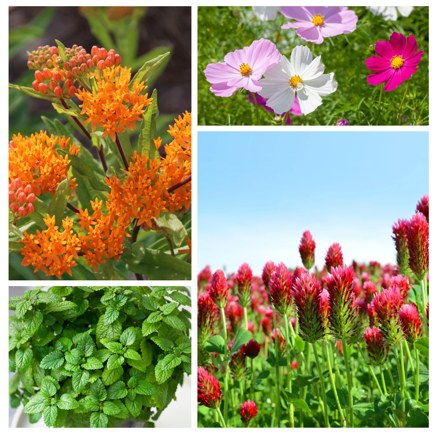 Hummingbird Garden Mix Seeds - Image 2