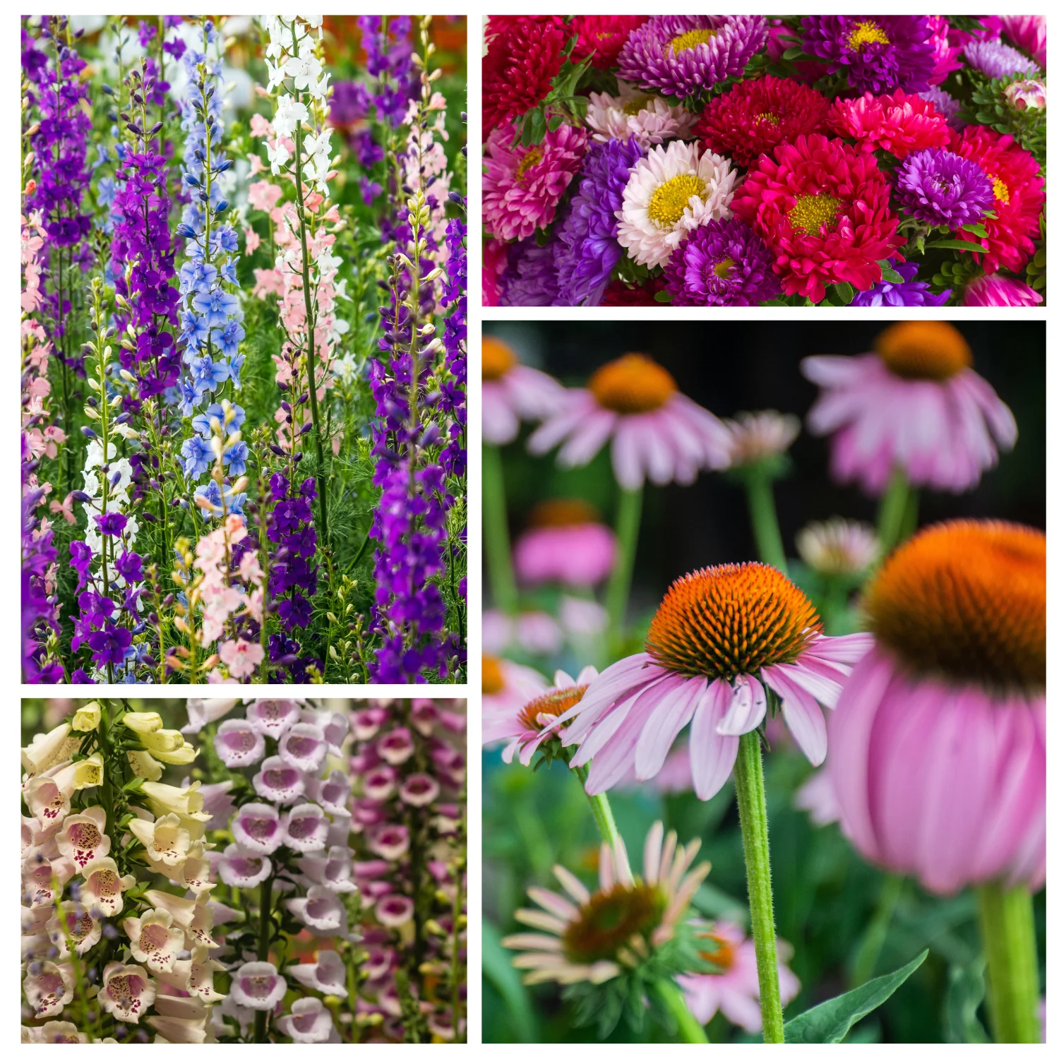Hummingbird Garden Mix Seeds - Image 3