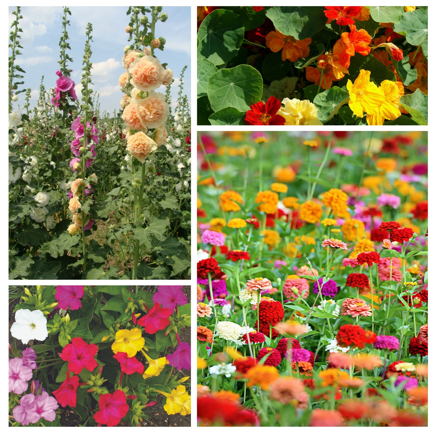 Hummingbird Garden Mix Seeds - Image 4