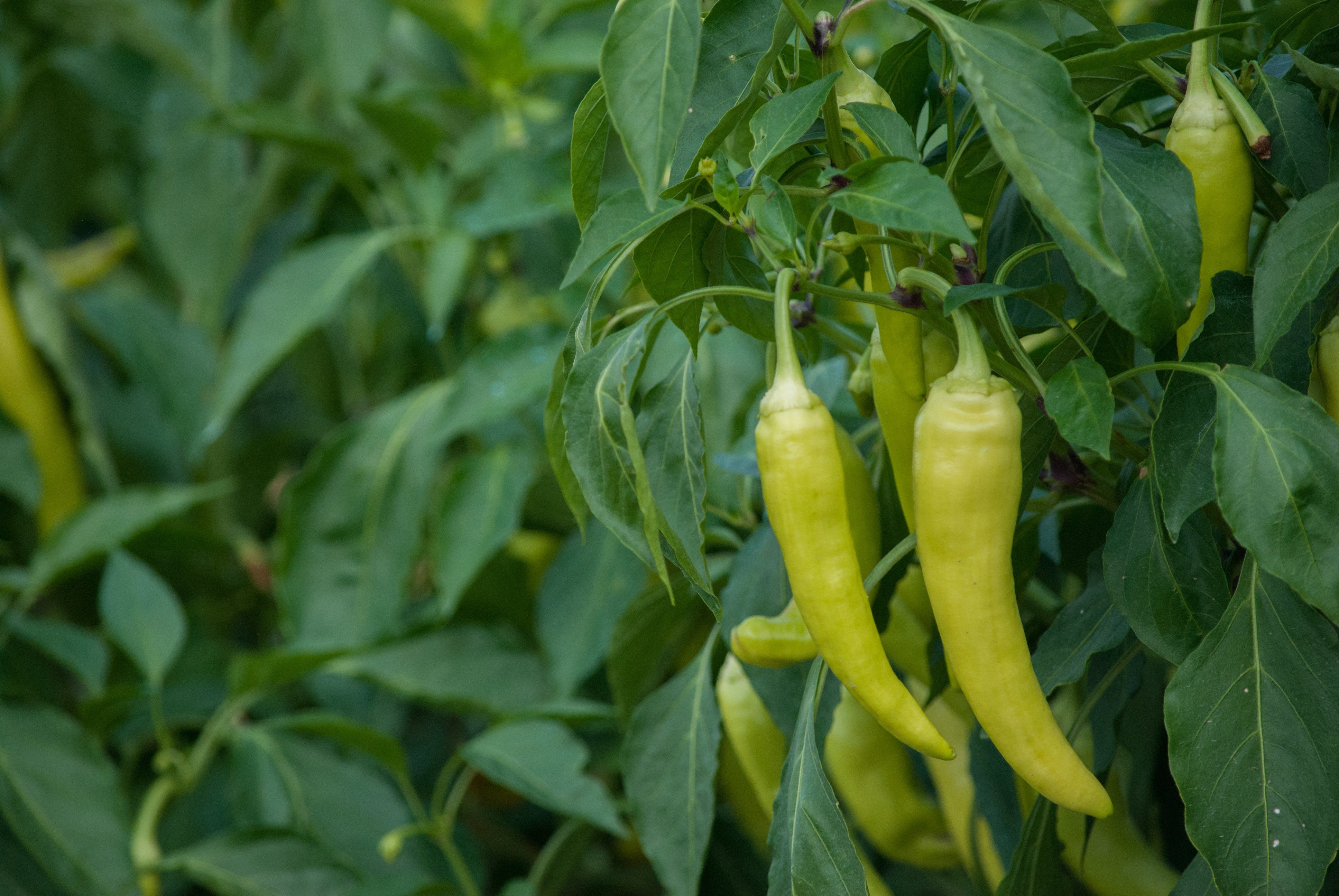 Hungarian Yellow Hot Wax Pepper Seeds