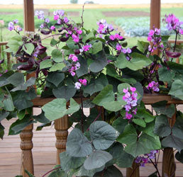 Hyacinth Bean Vine Seeds