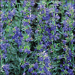 Hyssop