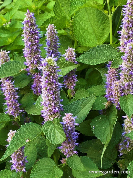 Hyssop Rootbeer Scented - Image 2