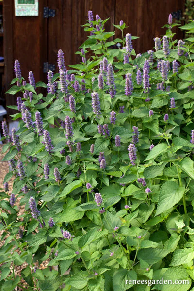 Hyssop Rootbeer Scented - Image 4