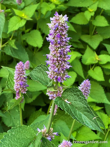 Hyssop Rootbeer Scented - Image 5