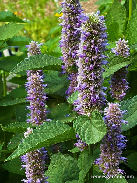 Hyssop Rootbeer Scented - Image 6