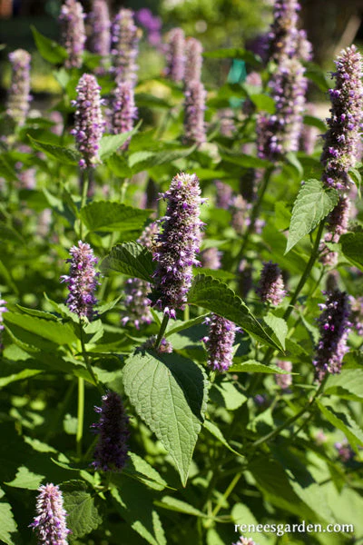 Hyssop Rootbeer Scented - Image 7