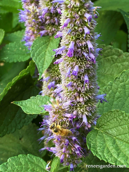 Hyssop Rootbeer Scented - Image 8