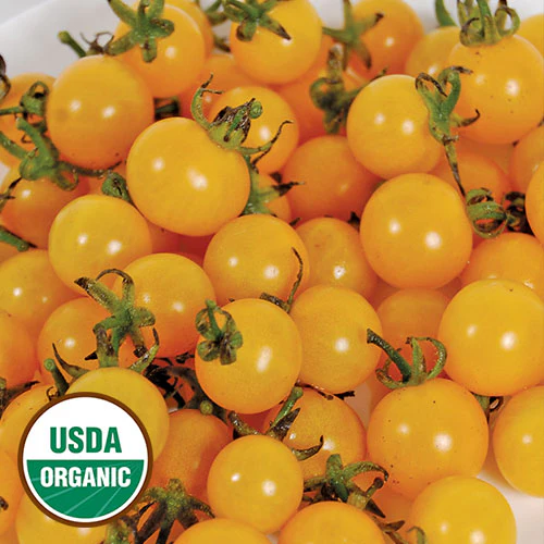 Igleheart Yellow Cherry Tomato