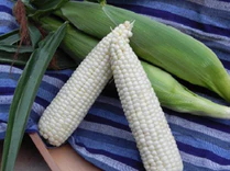 Illusion White Sweet Corn Seeds