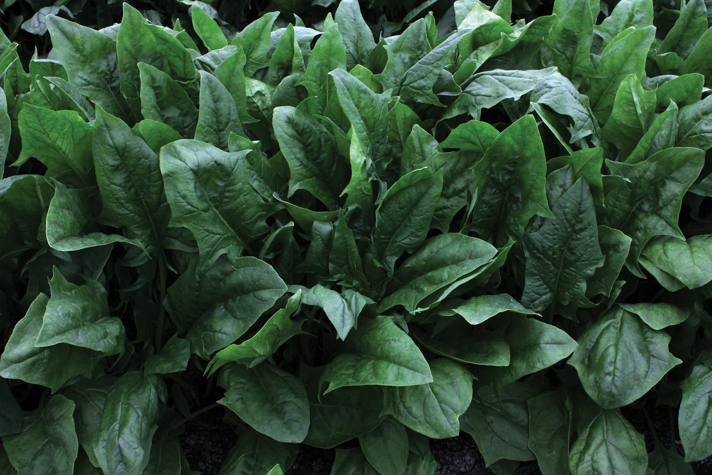 Imperial Valley Spinach Seeds