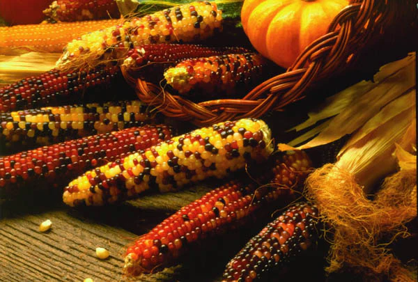Indian Fingers Ornamental Popcorn Seeds