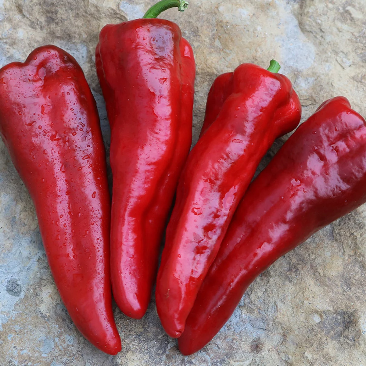 Italia Pepper (Sweet Corno-di-Toro type)