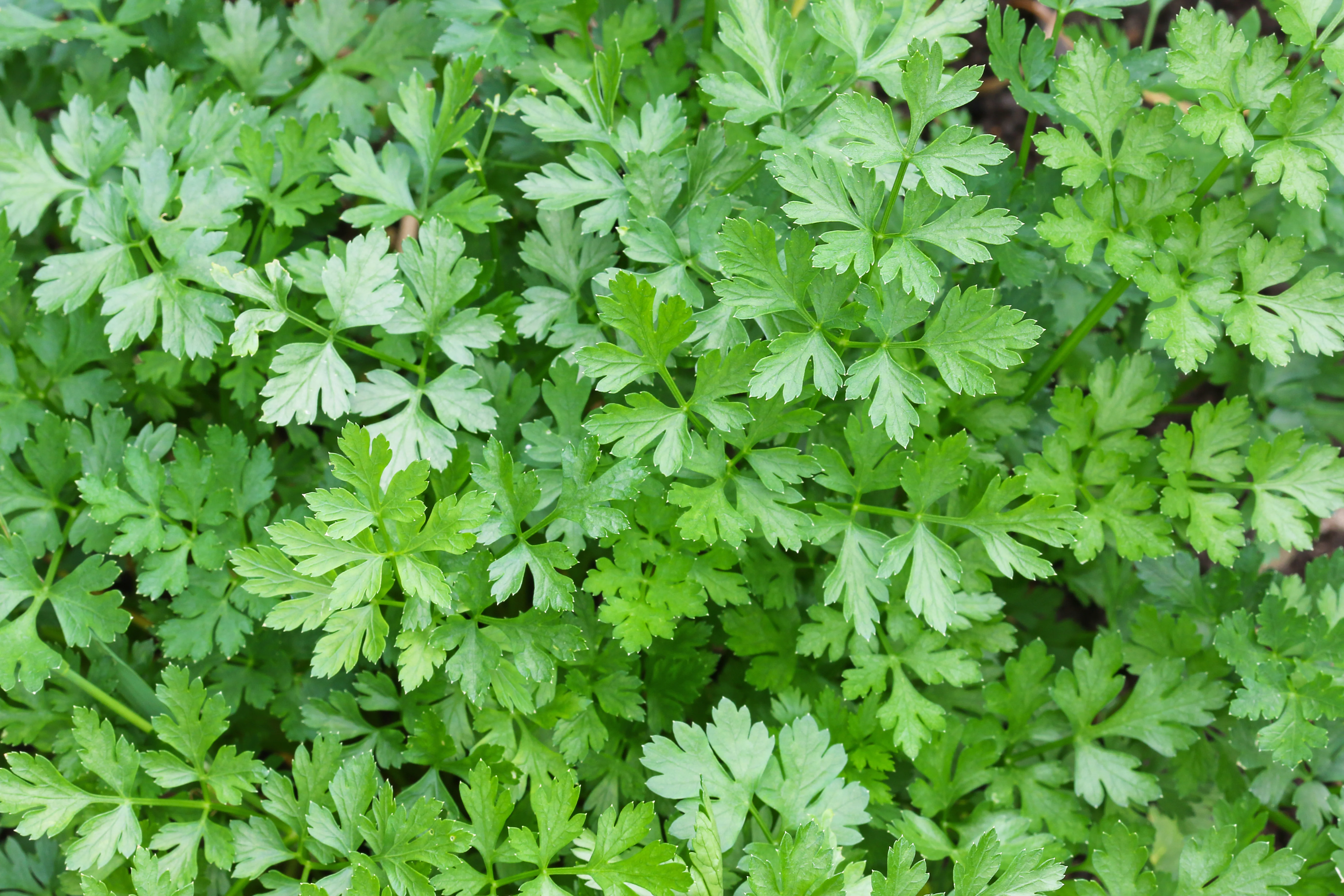 Italian Dark Green Plain Parsley Seeds