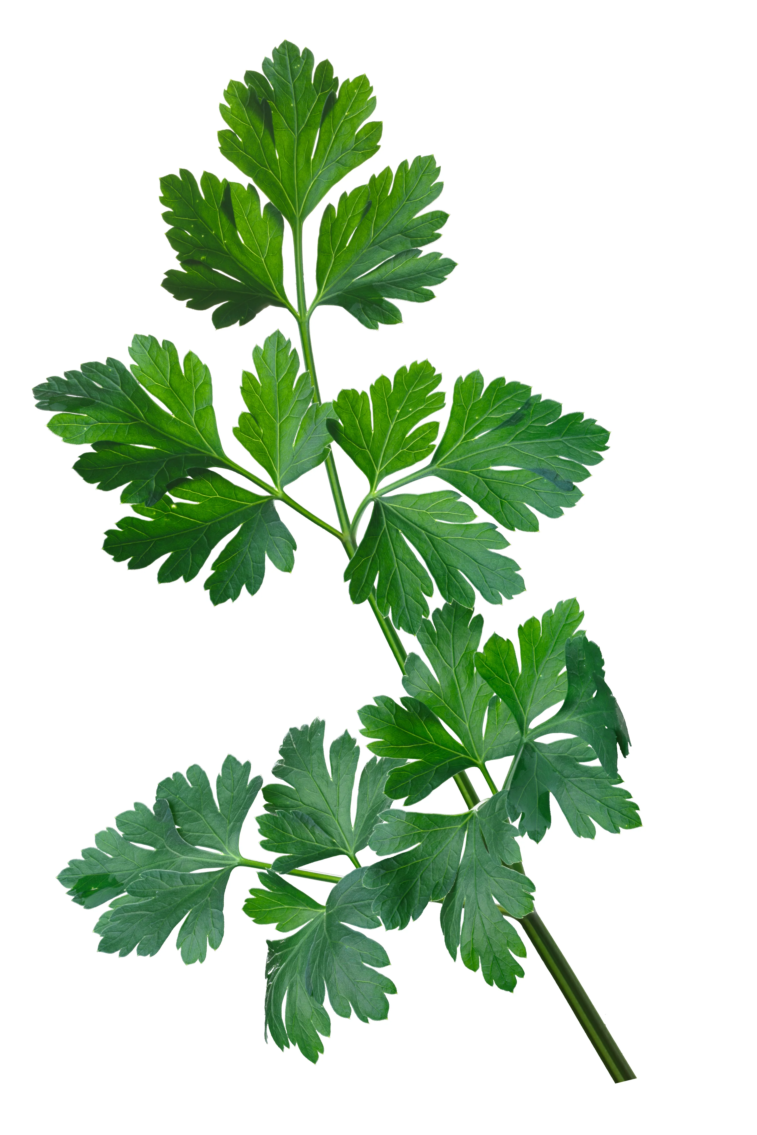 Italian Dark Green Plain Parsley Seeds - Image 2