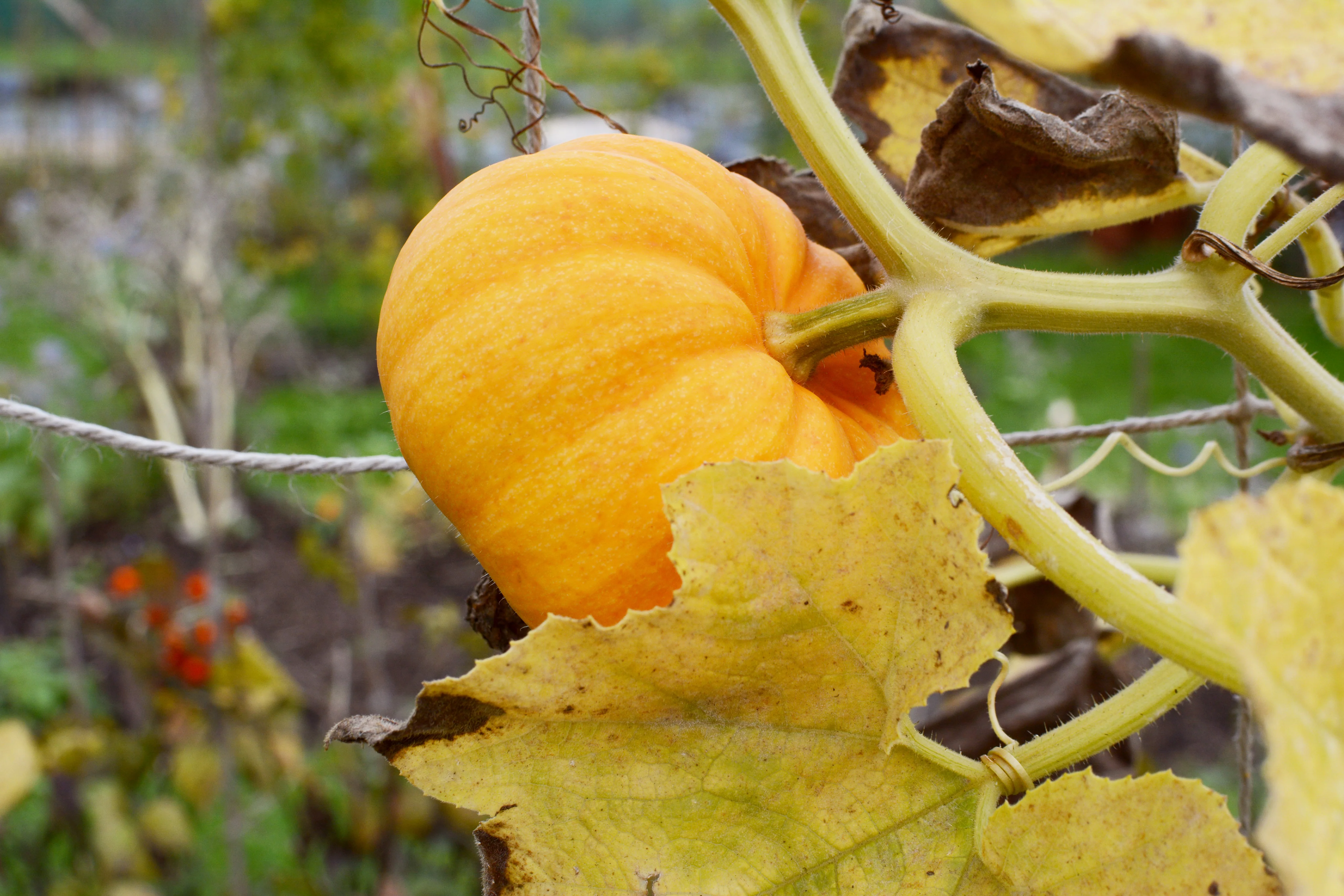Jack-be-little Pumpkin Seeds