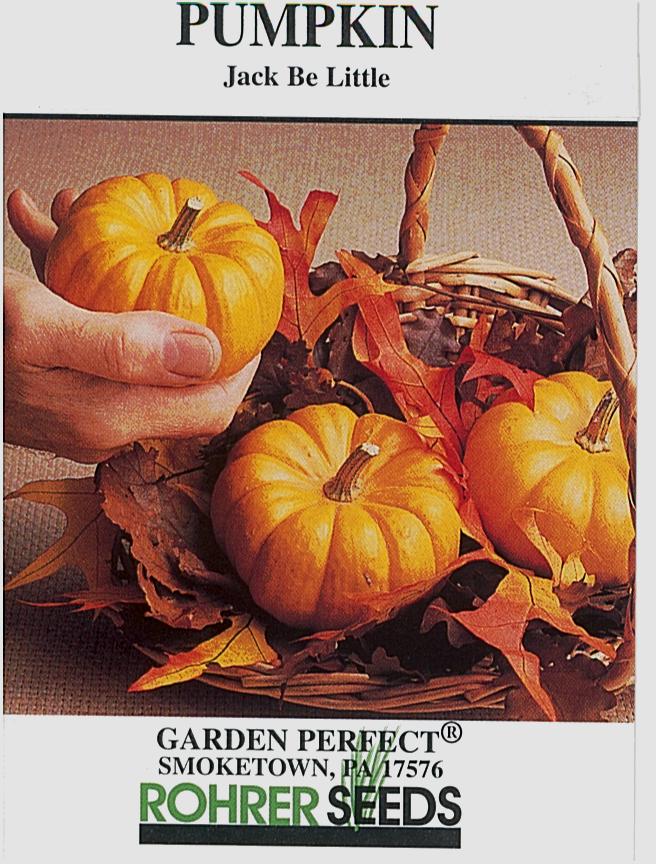Jack-be-little Pumpkin Seeds - Image 2