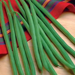 Jade Bean Seeds - Image 3