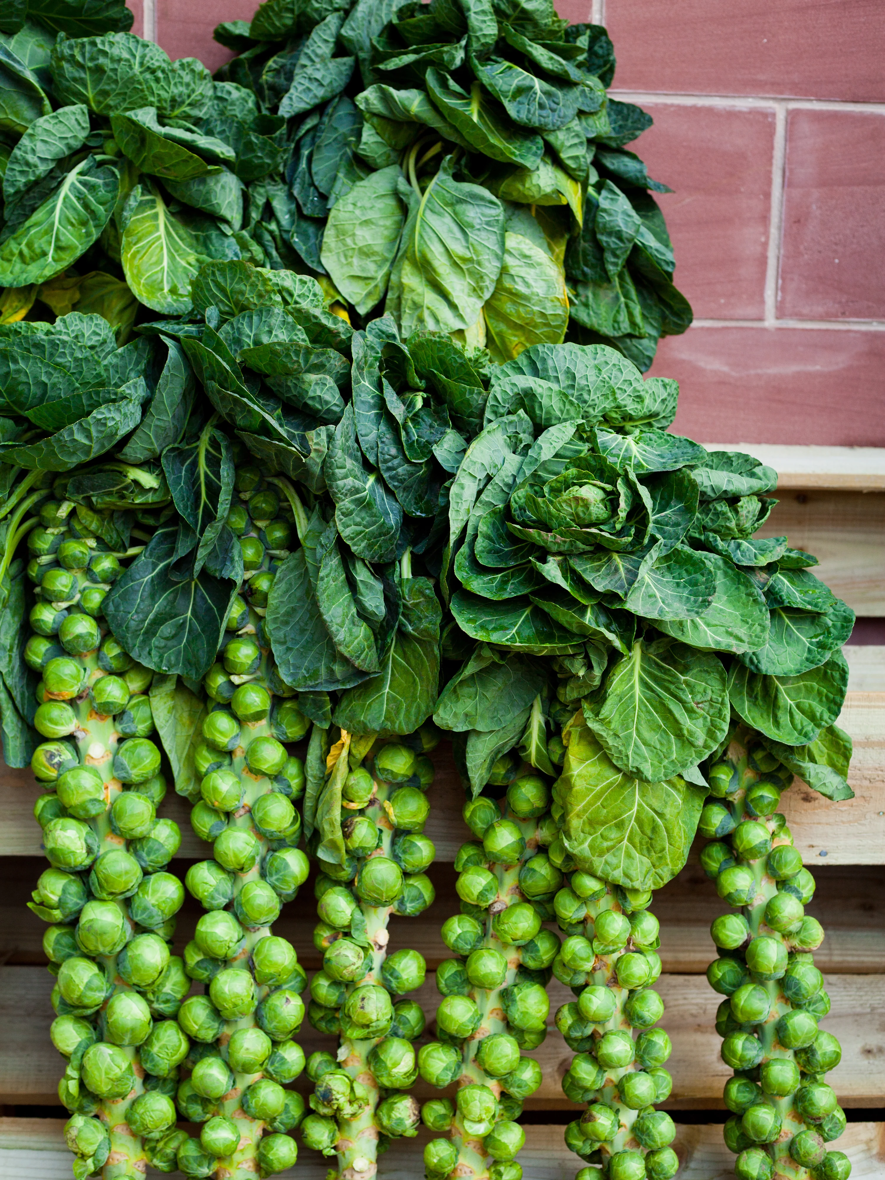 Jade Cross Hybrid Brussels Sprout Seeds