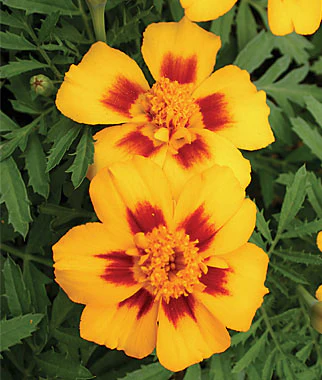 Jaguar Marigold