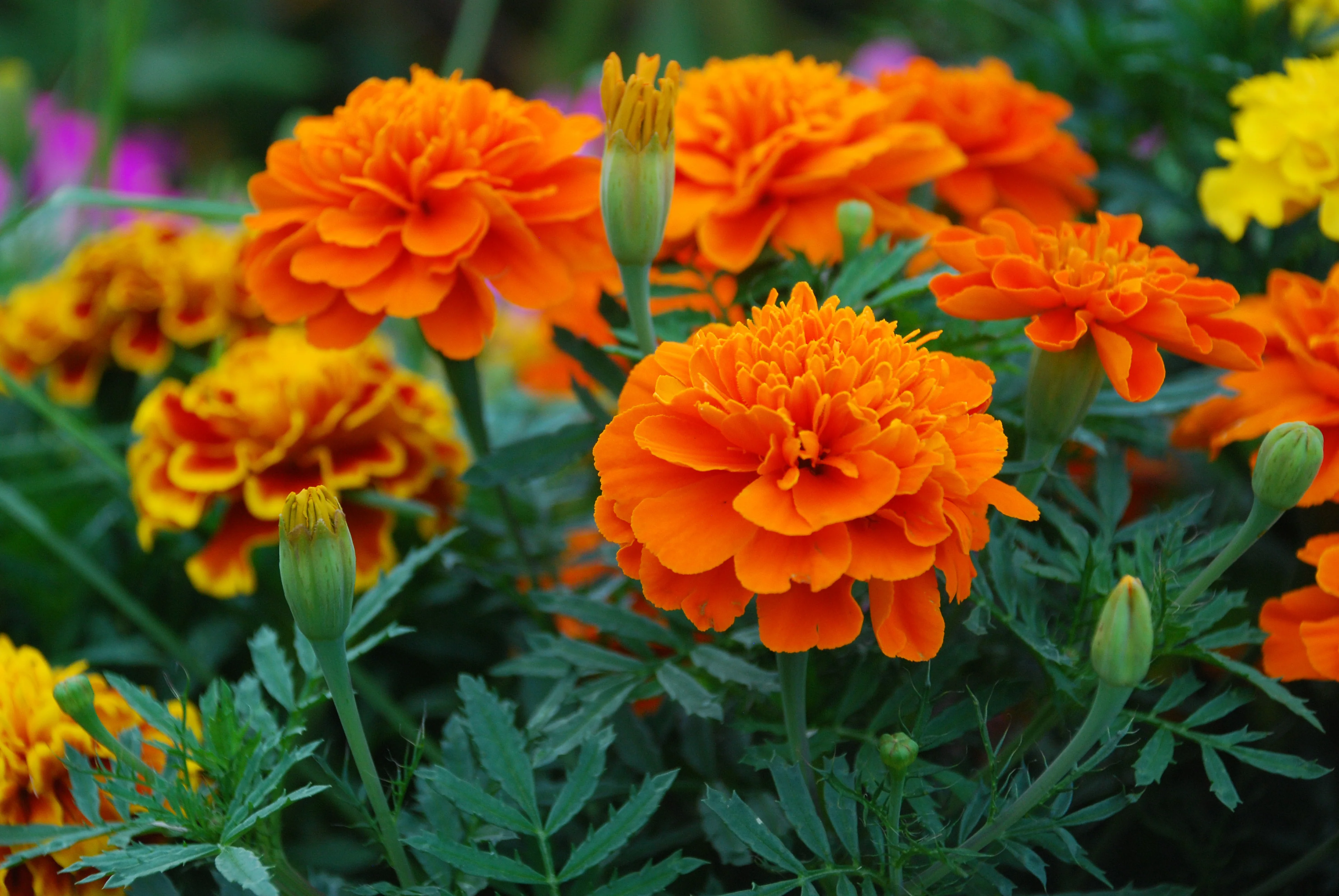 Janie Deep Orange Marigold Seeds