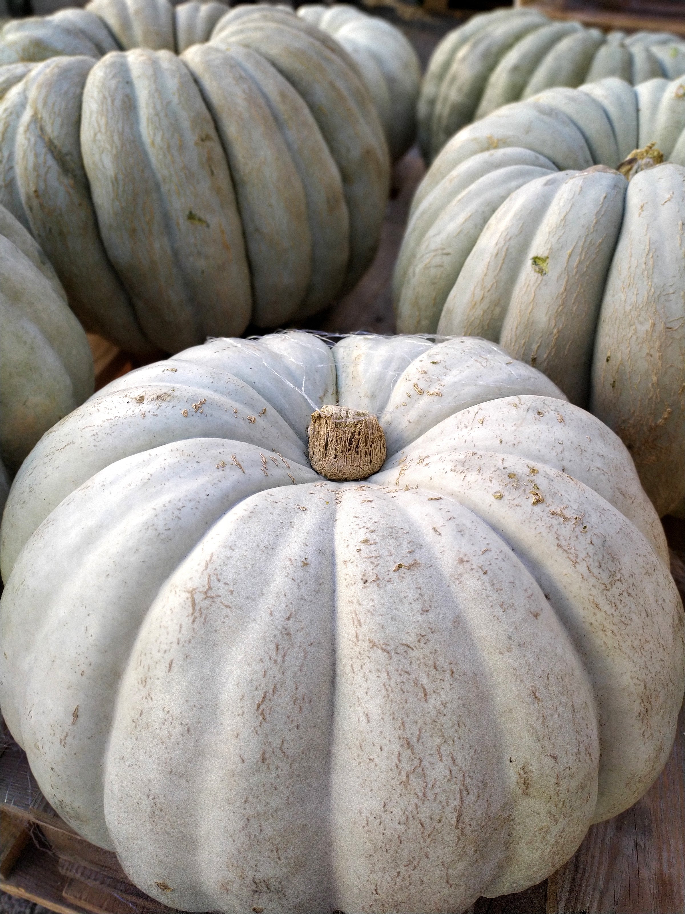 Jarrahdale Pumpkin Seeds