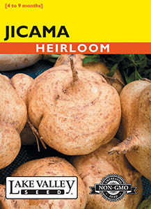Jicama