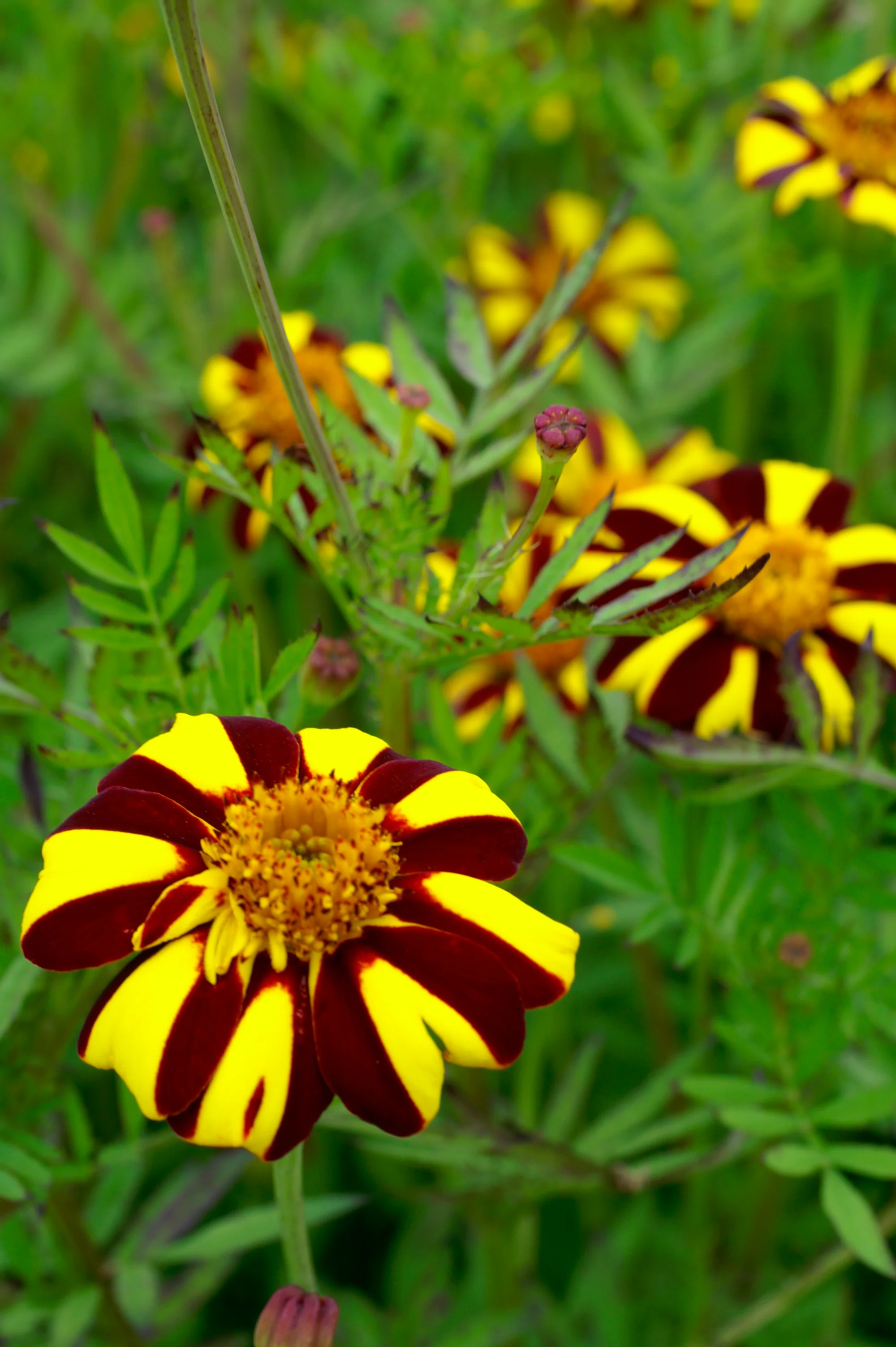 Jolly Jester Marigold Seeds