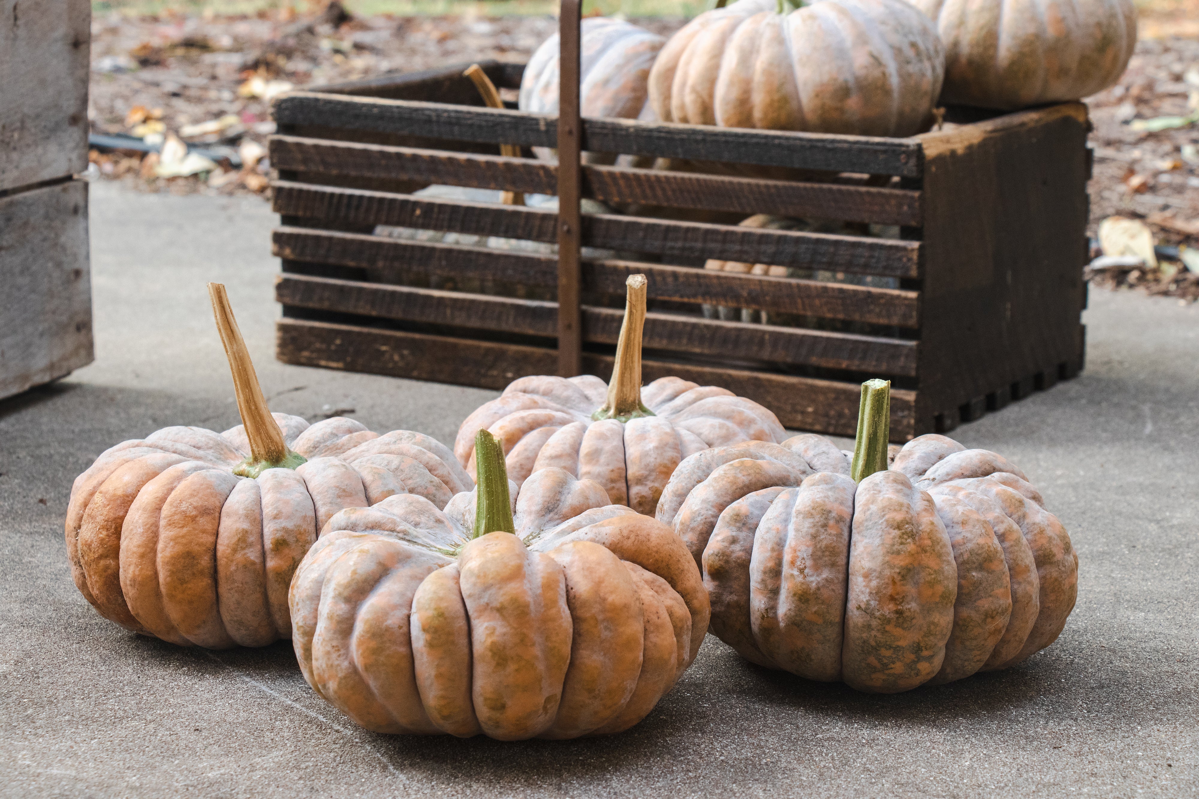 Kai Kai F1 Hybrid Squash Seeds