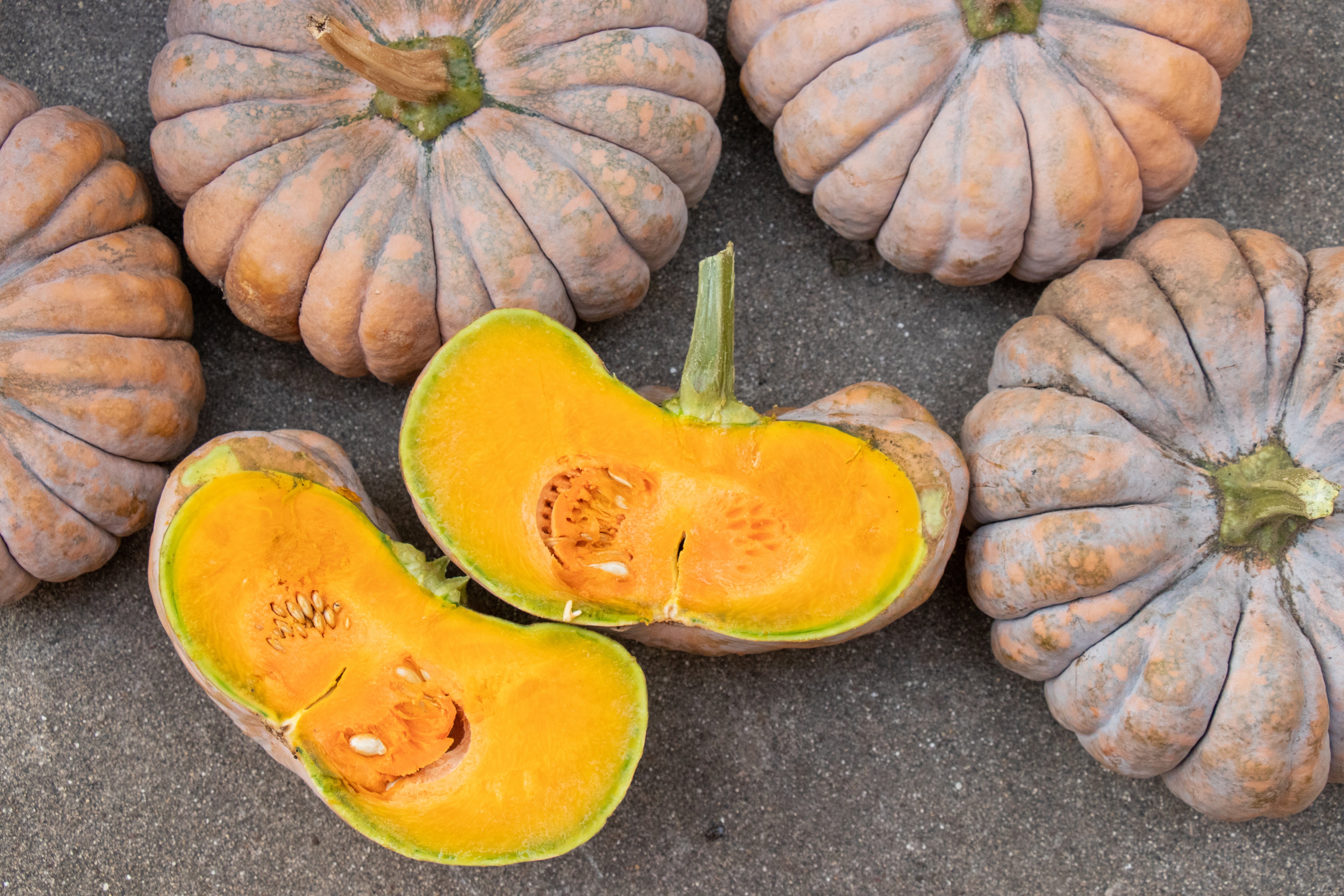 Kai Kai F1 Hybrid Squash Seeds - Image 10