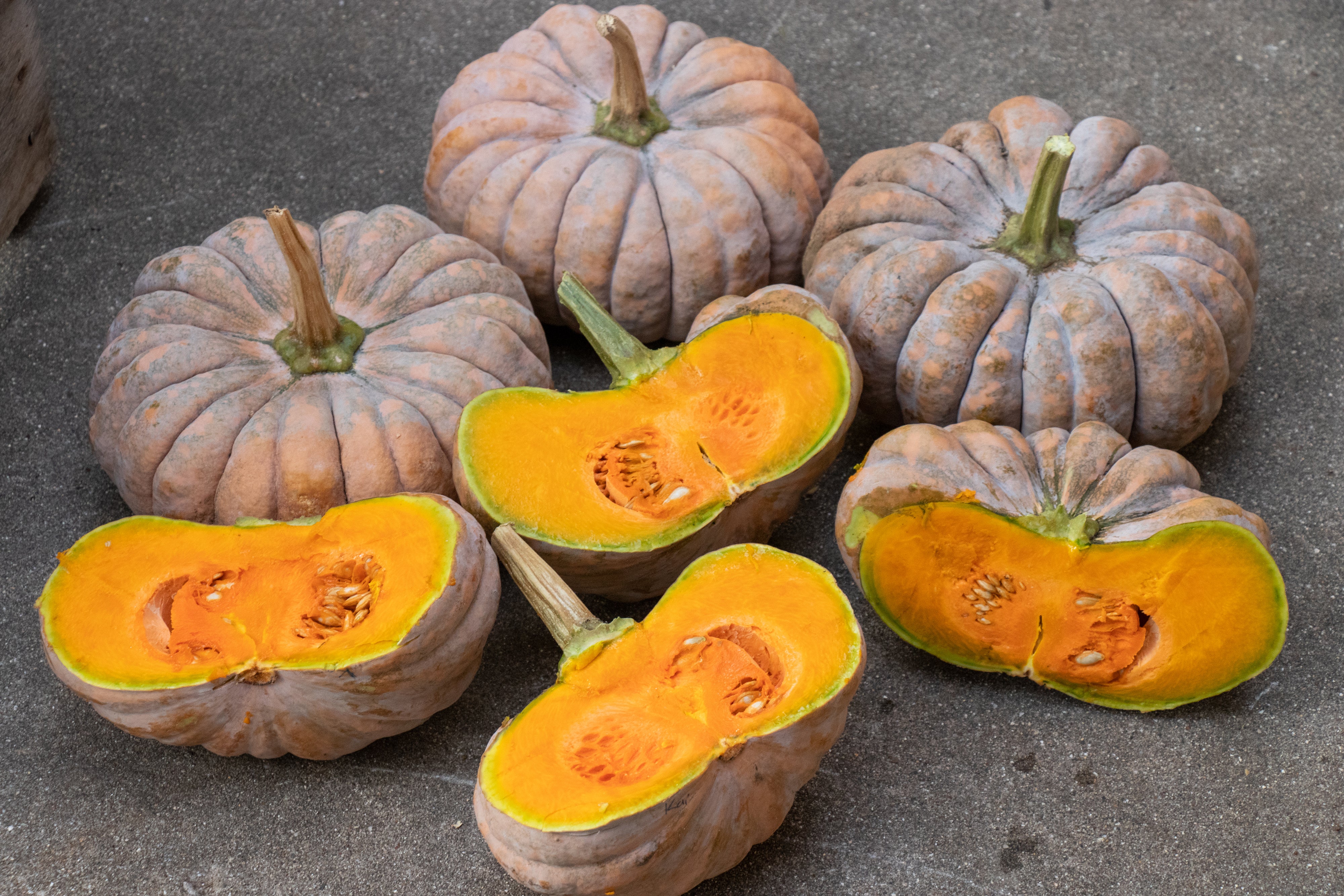 Kai Kai F1 Hybrid Squash Seeds - Image 12