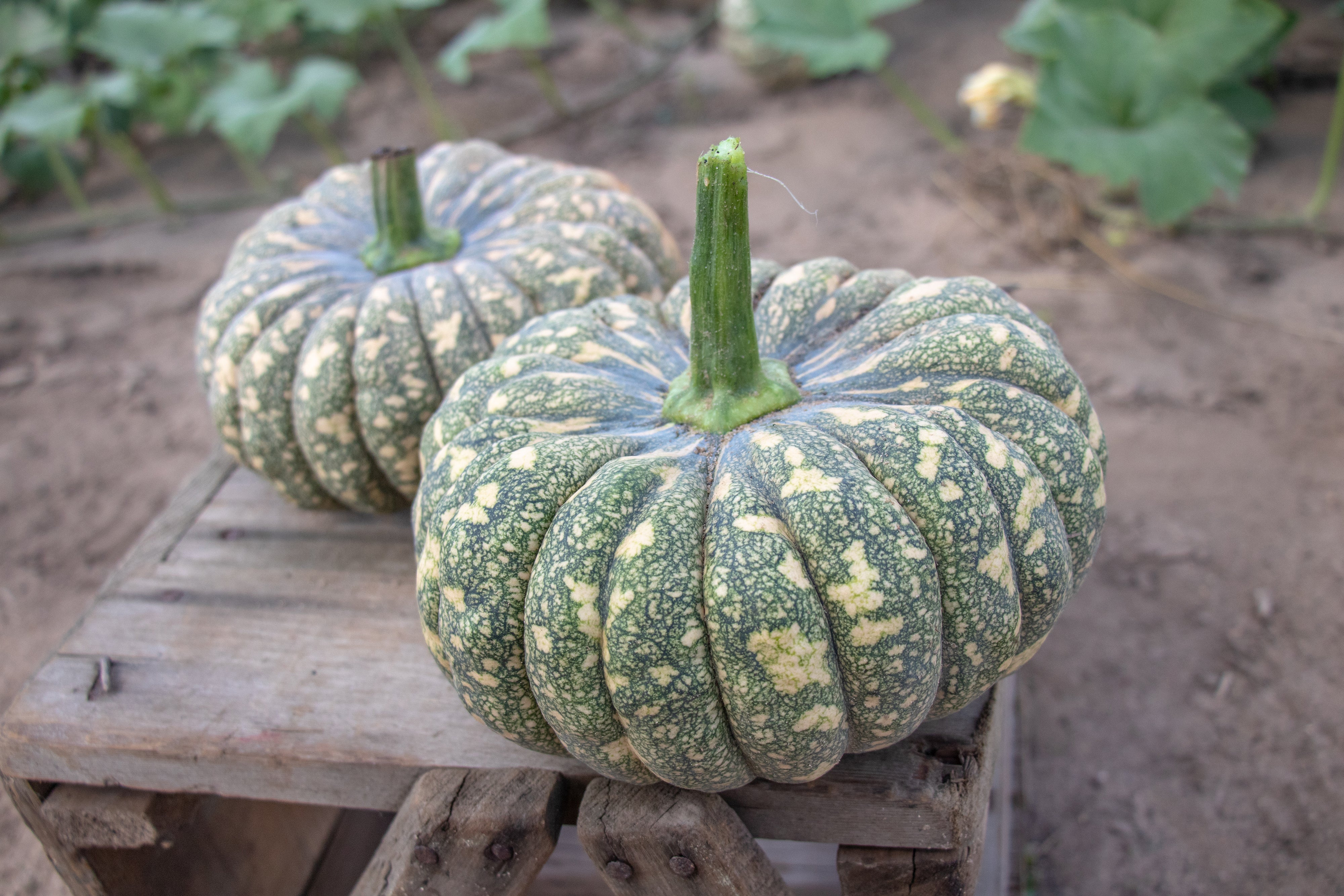Kai Kai F1 Hybrid Squash Seeds - Image 13